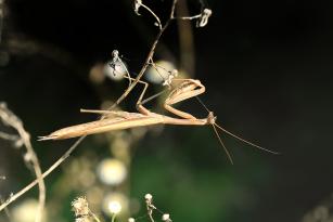 mantide religiosa  maschio.jpg